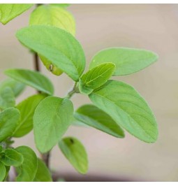 Kapura Tulsi